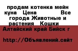 продам котенка мейн-куна › Цена ­ 35 000 - Все города Животные и растения » Кошки   . Алтайский край,Бийск г.